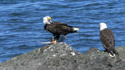 pair of bald eagles feeding on a dead bird at neah bay