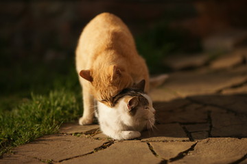 Domestic cats in the act of mating. Cat make love outdoor.