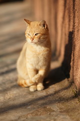 Lovely ginger cat sitting on a stone floor outdoor. Cute pet por