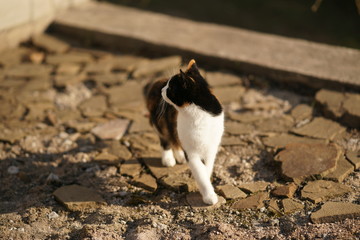 Fototapeta premium Tricolor cat walk in the sunny garden. Pet portrait outdoor.