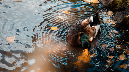 Pato nadando en el lago