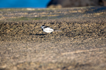 cute small bird on the rock