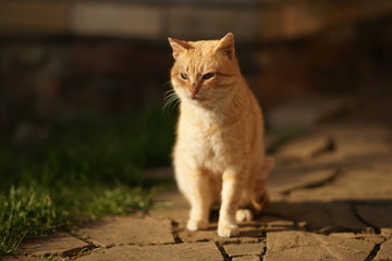 Naklejka na ściany i meble ginger cat sitting on a stone floor outdoor.