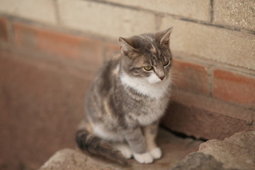 Lovely young ash cat portrait on the stone steps outdoor.