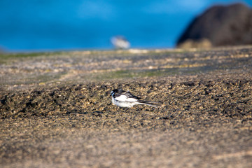cute small bird on the rock