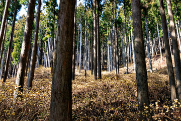 Gregarious oriental paperbush (Edgeworthia chrysantha) in Japanese ceder forest in Japan