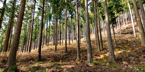 Gregarious oriental paperbush (Edgeworthia chrysantha) in Japanese ceder forest in Japan