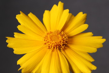 オオキンケイギクの花