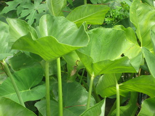 Obraz premium The Giant green taro leaf for background and texture