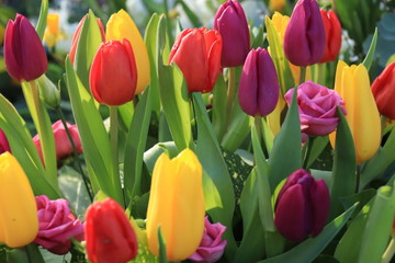 Naklejka premium Mixed tulip bouquet