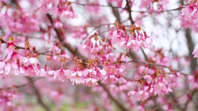 Beginning of spring. Branches of blooming cherry tree with pink flowers