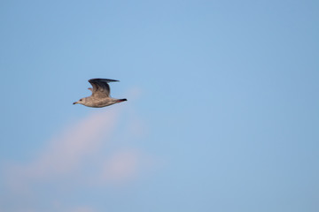 free flying seagull on the sky