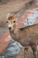 Deer at the park in Japan