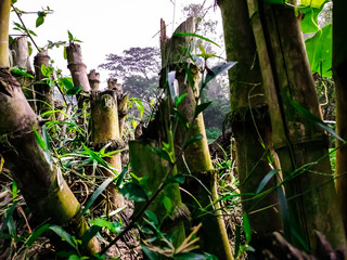 This is the wet and dry herd of bamboo trees in the morning.