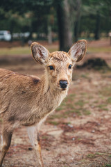 Deer at the park in Japan