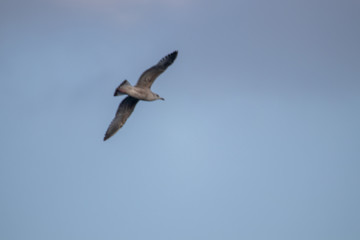 free flying seagull on the sky