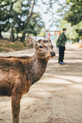 Deer with the shrine gate at the park in Japan