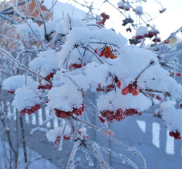 Plants covered with snow, Omsk region, Russia