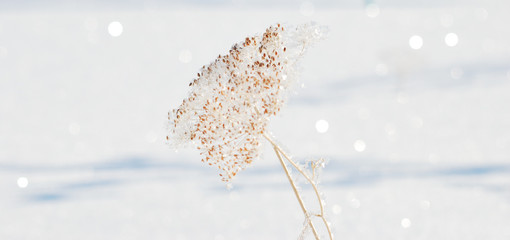 Plants covered with snow, Omsk region, Russia
