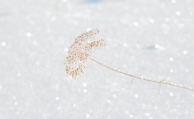 Plants covered with snow, Omsk region, Russia