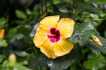 At Hibiscus farm in Israel