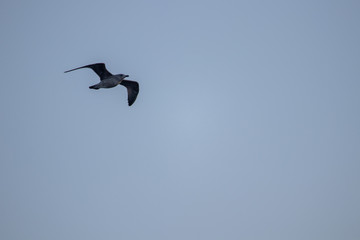 free flying seagull on the sky