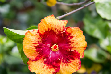 At Hibiscus farm in Israel