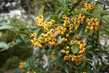 Bush pyracanthus teton with berries