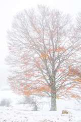 Opacua forest, which is located in Alava