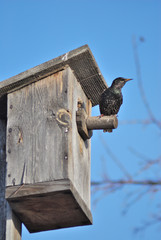 The starling who has occupied a birdhouse waiting for a couple
