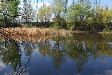 Forest pond