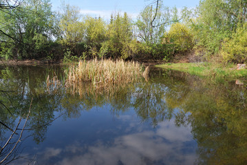 Forest pond