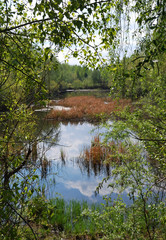 Forest pond