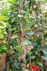 At Hibiscus farm in Israel