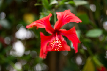 At Hibiscus farm in Israel
