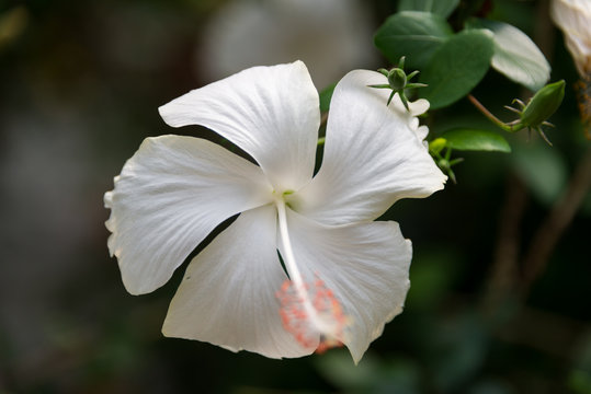 At Hibiscus farm in Israel