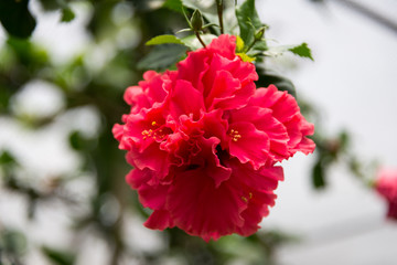 At Hibiscus farm in Israel