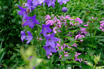 紫の花＿キキョウ＿花言葉＿気品