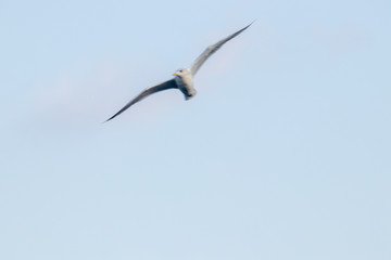 free flying seagull on the sky