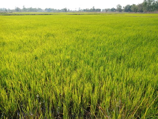 field of wheat