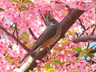 桜の花の蜜を吸うヒヨドリ