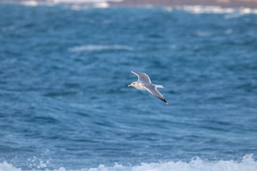 free flying seagull on the sky