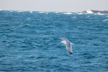 Fototapeta premium free flying seagull on the sky