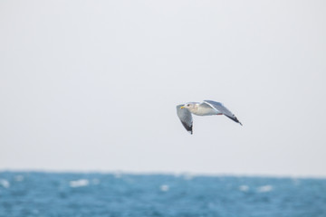 Fototapeta na wymiar free flying seagull on the sky