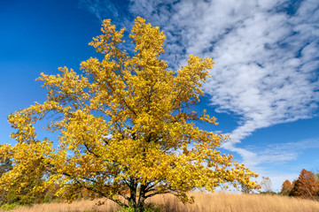 A colorful autumn sweet gum tree with mostly yellow leaves is topped by a blue fall sky with interesting white clouds in Indiana’s Fort Harrison State Park.