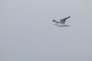 free flying seagull on the sky