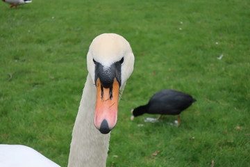 white swan on a background of green grass