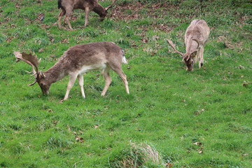 flock of deer in the park
