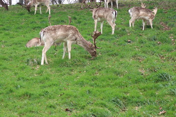 Naklejka na ściany i meble flock of deer in the park