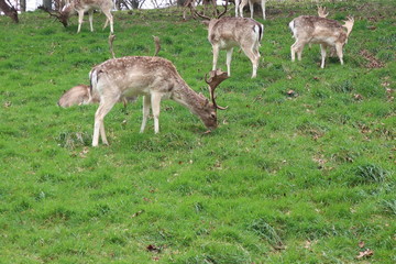 flock of deer in the park